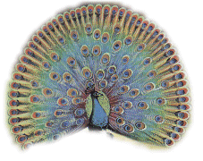 D:\Documents and Settings\Administrator\My Documents\My Webs\graphics\clipart_mystical\religionhindu\peacock.gif 
(227 x 180 x 256) (34844 bytes)